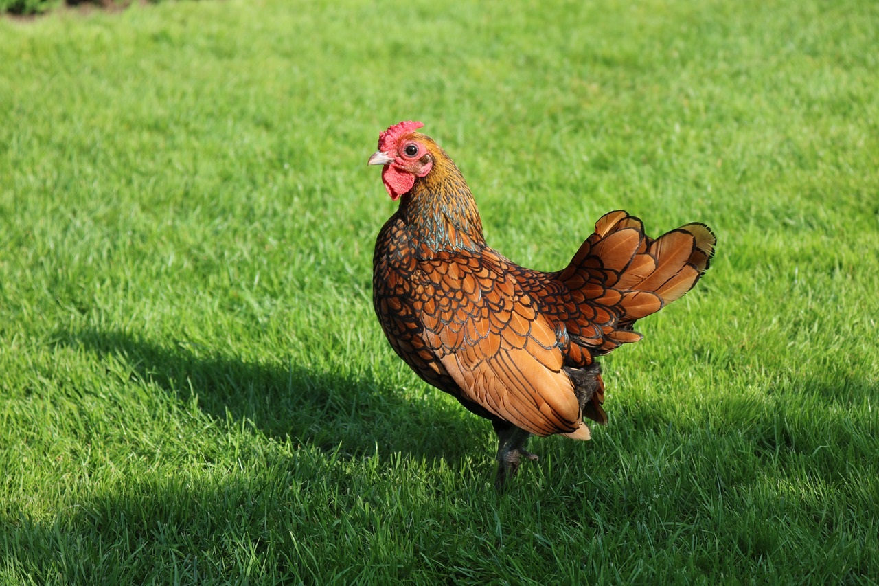 Tout savoir sur les poules : races, caractériques, choix, élevage, soin...